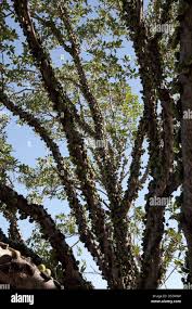 Image result for Ficus sansibarica