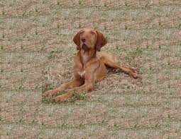 To raise a puppy through adolescence exposing this protection dog of the future to every environmental stimulus available is an. Fully Trained Dogs And Puppies For Sale Wkd