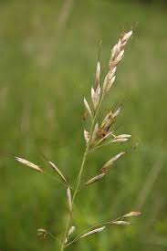 Image result for Alectra pubescens