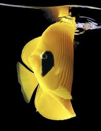 Black And Yellow Fish From Nemo Yellow Black Fish In 2020 Yellow Fish Deep Sea Creatures Sea Creatures