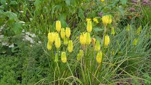 Mixed tall dutch iris value bag. Yellow Flowers And Tall Grasses Stock Footage Video 100 Royalty Free 21971839 Shutterstock