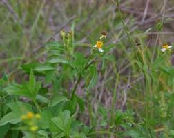 Image result for Bidens acuticaulis