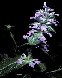 Image result for Ajuga integrifolia