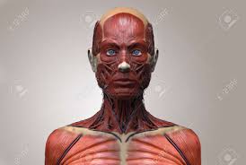 One particular feature of the digastric is that both bellies have different embryological origins. Human Anatomy Of A Female Muscle Anatomy Of The Face Neck And Chest Medical Image Reference Of Human Anatomy In 3d Realistic Render Isolated Stock Photo Picture And Royalty Free