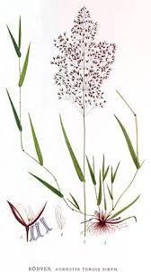 Image result for Agrostis kilimandscharica