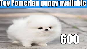 Here is the dog price list in india. Cheapest Dog Market Toy Pomerian Puppy For Sale 6000 In Delhi And India 9711696640 Youtube