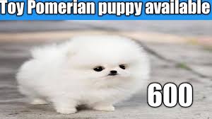 They keep a watchful eye on everything around them, and they will not back down to a challenge should i get a purebred pomeranian? Cheapest Dog Market Toy Pomerian Puppy For Sale 6000 In Delhi And India 9711696640 Youtube