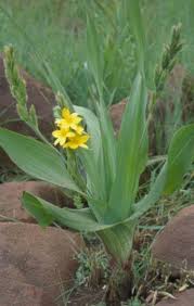 Image result for Hypoxis angustifolia