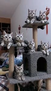 Follow You Video Sevimli Kedi Yavrulari Cute Kittens Sevimli Kediler