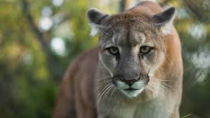 The cougar (puma concolor) is a large cat of the subfamily felinae. What To Do If You See A Cougar In The Wild King5 Com