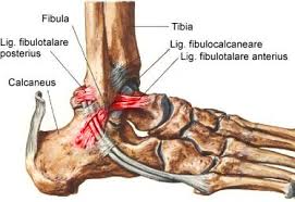 An unterschenkel und fuß, abgesehen vom malleolus medialis und medialem. Wissen Zum Thema Sprunggelenk Und Achillessehen Bei Saniwiki Gesundheits Wiki
