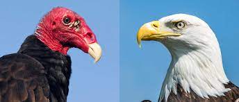 Di sini, kami akan menyuguhkan gambar burung elang yang asli dan paling keren yang ada di dunia ini. Saudara Burung Elang Atau Burung Nazar Cahaya Pengharapan Ministries