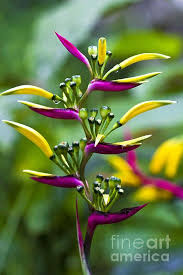 Pin On Flowers