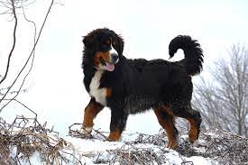 We did not find results for: About Mini Bernese Violet Hill Puppies