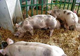 Vanzare Porci De Carne Stiriagricole Ro