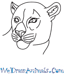 Drawing pictures of the animal not only gives honor but also helps you become more deeply connected to their physical form. How To Draw A Black Panther Head