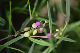 Image result for Polygala persicariifolia