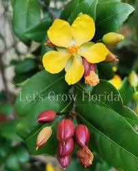Image result for Ochna serrulata