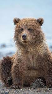 Take your phone style to the next level with gorgeous phone wallpapers from unsplash. Bear Cub Wallpapers Wallpaper Cave