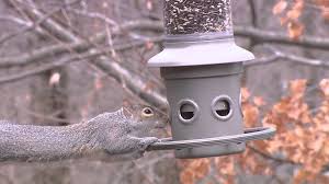 13 inch wire cage $ 28.95 add to cart; Best Squirrel Proof Bird Feeders Posts Facebook