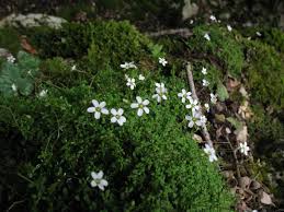 Image result for Cerastium afromontanum