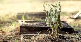 How can you diagnose a dying plant's problem in time to cure it? Hacks To Save Your Dying Plants