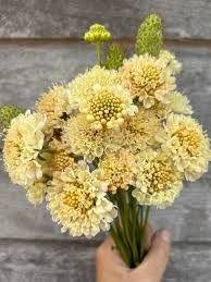 Image result for Scabiosa