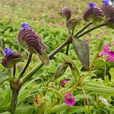 Image result for Cyanotis lanata