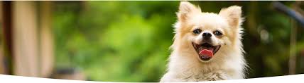 Maybe you would like to learn more about one of these? Get Free Samples Of Dog Food Iams