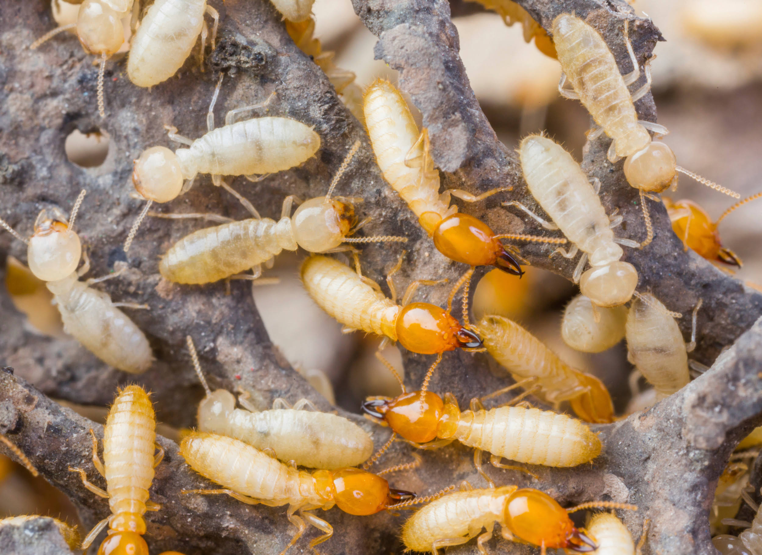 Termite product image