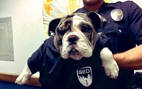 About us news happy tails! Stolen English Bulldog Puppy Reunited With Family Lapd Says The State
