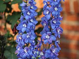 Delphinium Flower Different Types Pictures Grow And Care Florgeous