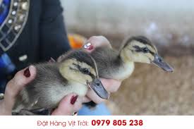 Đổ nước cam ra ly rồi thêm 2 muỗng nước chanh vào. Mua Vá»‹t Trá»i Giá»'ng á»Ÿ Ä'au Cháº¥t LÆ°á»£ng Uy Tin Nháº¥t
