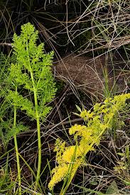 Image result for Afrosciadium