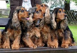 James Mel Phillips 1938 Cockerspaniel Englischer Cocker Spaniel Spaniel
