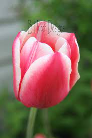 Pink Tulip Flowers Digital Download Nature Photography Etsy Nature Photography Print Digital Photos Flowers Photography