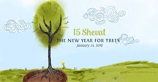 15 Shevat The New Year For Trees Jewish Holidays Newyear Tree