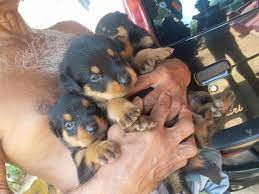 Check spelling or type a new query. Onelankaads Auf Twitter Rottweiler Puppies For Sale Price Lkr35 000 00 Negotiable Type Sell Location Bandaragama Sri Lanka Ckc 3 Female 2 Male Puppies Https T Co Mjuhcmgaad