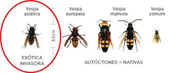 The species has distinctive yellow tarsi (legs). Vespa Asiatica Surge Com Ninhos Primarios No Concelho De Sintra Sintra Noticias