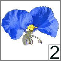 Image result for Menodora heterophylla