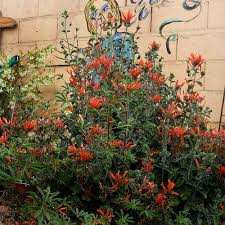 Image result for Dicliptera