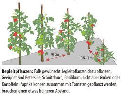 Deine tomaten hast du ja wahrscheinlich im haus vorgezogen, weshalb sie auf das große, wilde leben draußen im beet noch gar nicht vorbereitet sind.wind, unterschiedlichen temperaturen und vor allem der sonne ausgesetzt zu sein, ist für die kleinen pflänzchen noch total ungewohnt. Tomaten Pflanzen Und Pflegen Die Lubera Anleitung Fur Tomaten