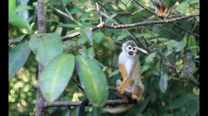 In costa rica, there are abundant howler monkeys and spider monkeys. Tropical Rainforest Diversity Video Khan Academy