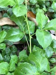 新 马草药自然医学 苦粒心 苦刺 民俗疗法中 用于缓解风湿疼痛 感冒发烧及咳嗽 health benefits of plant leaves herbs plants