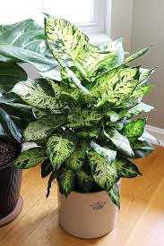 Top 10 Houseplants That Need Almost Zero Sunlight Plants Best Indoor Plants Indoor Plants