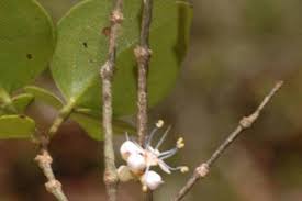 Image result for Warneckea cordiformis