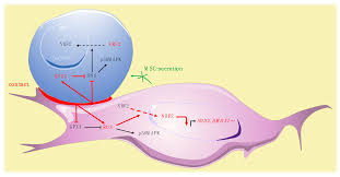 Who discovered cell and what was the book written by him? Ijms Free Full Text Involvement Of Gpx 3 In The Reciprocal Control Of Redox Metabolism In The Leukemic Niche Html