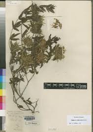 Image result for Blepharis stuhlmannii