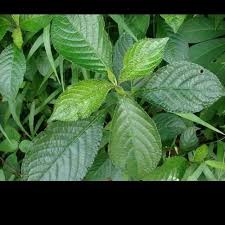 Please contact our support to get more information. Beli Bibit Daun Keji Beling Bibit Keji Beling Bibit Kejibeling Pohon Keji Seetracker Indonesia