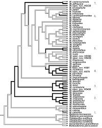 Image result for Momordica pterocarpa